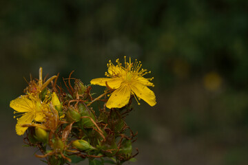 Ticklewort flower closeup