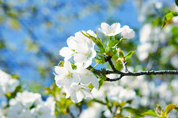 春の青空をバックに咲く大島桜