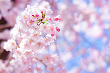 青空に映えるピンクの枝垂れ桜
