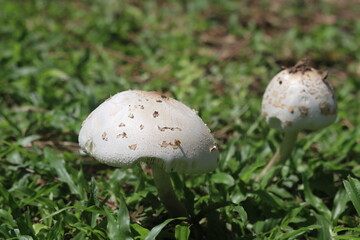 Two white mushrooms sprouting in vibrant green grass, capturing the simplicity of nature's growth in the outdoors