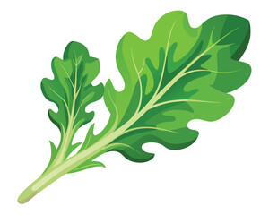 Arugula vector illustration on white background