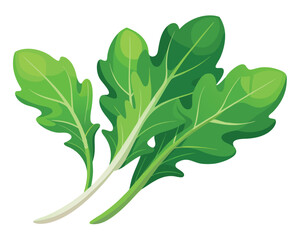 Arugula vector illustration on white background