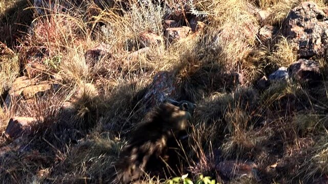 Brown Hyena running at full speed in slow motion over landscape, helicopter view