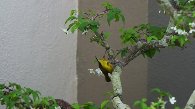 Male olive-backed sunbird with iridescent plumage, perches on a branch of wrightia religiosa bonsai, extracting and feeding on the sweet nectar of flowers of Water Jasmine plant in the garden.