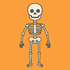 skull pirate skeleton vector illustration