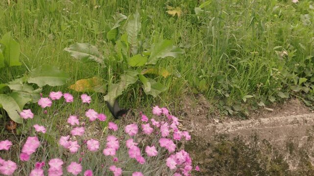 A black butterfly flkying and landing on some pink flowers in the countryisde of Japan