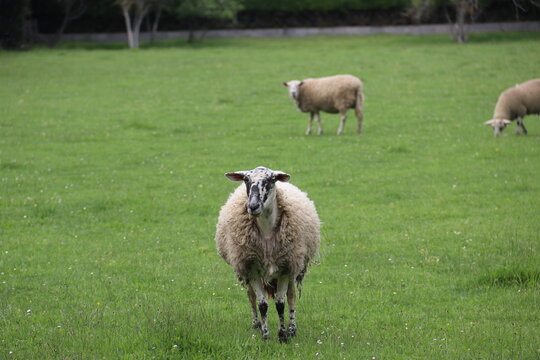 sheep and lambs