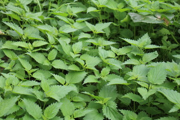 Twigs Of Wild Plant Nettle Or Stinging Nettle Or Urtica Dioica In Meadow