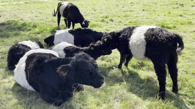 Flies, mosquit, Galloway