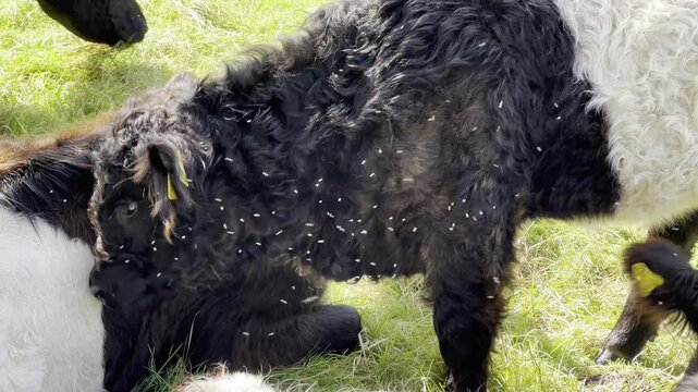 Flies, mosquit, Galloway