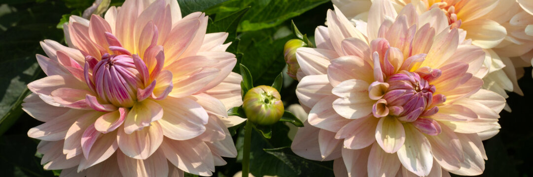 Panorama of flowers of Dahlia 'Joel's Favourite' in a garden in late summer