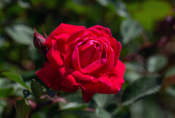 Red rose close-up. Soft focus. Beautiful flowers.