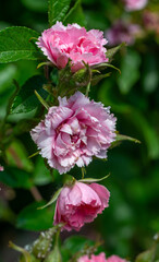 Blooming rose close-up. Soft focus. Beautiful flowers.