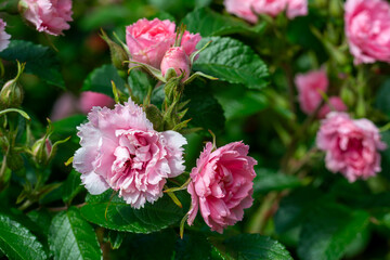 Blooming rose close-up. Soft focus. Beautiful flowers.
