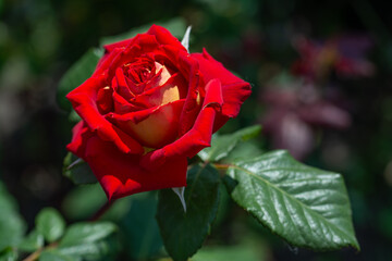 Red rose close-up. Soft focus. Beautiful flowers.