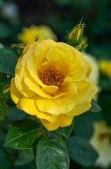 Blooming yellow rose close-up. Soft focus. Beautiful flowers.