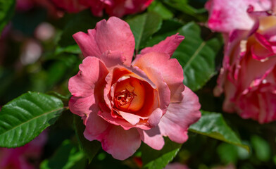 Blooming rose close-up. Soft focus. Beautiful flowers.