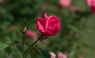 Red rose close-up. Soft focus. Beautiful flowers.