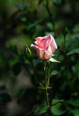 Blooming rose close-up. Soft focus. Beautiful flowers.