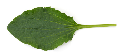 Obraz premium Green leaf of plantain.