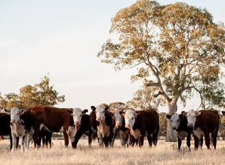 Cattle at Sunset in a Field