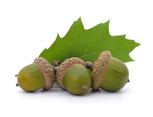 Green acorns on a leaf.