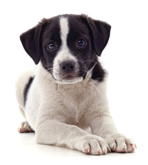 White puppy with a black spot.