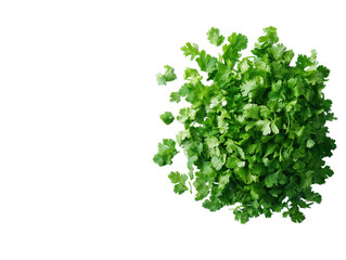 Obraz premium Fresh cilantro leaves scattered on white background. PNG transparent.