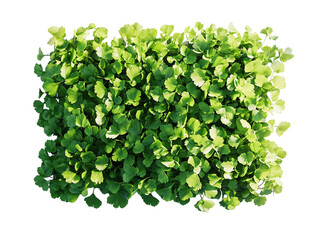 Obraz premium Fresh cilantro leaves scattered on white background. PNG transparent.
