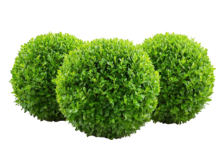 Three green hedge spheres on white background, lush and vibrant.