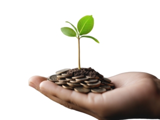 Growing plant sprouting from a pile of coins in hand, isolated on white background, finance PNG transparent.