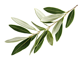 Obraz premium Olive branch with green leaves, isolated on white background, high detail, botanical PNG transparent.