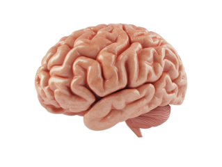 Colorful 3D model of a human brain isolated on white background. PNG transparent.