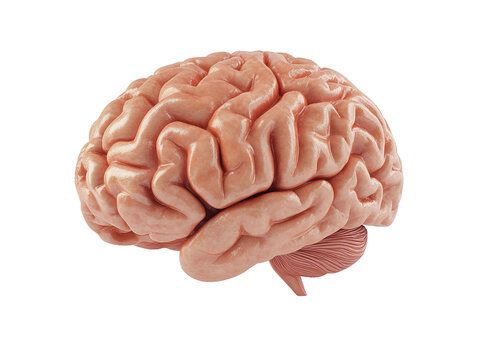 Colorful 3D model of a human brain isolated on white background. PNG transparent.