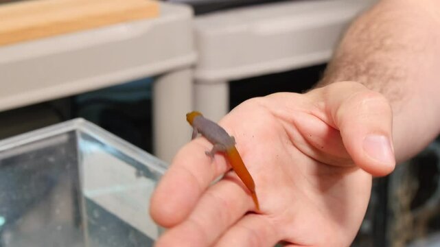 Bright Orange and Gray Sphaerodactylus Torrei Gecko Lizard on Human Hand - Close-Up of Colorful Reptile
