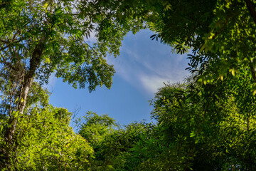 A Serene Canopy of Lush Greenery Framing a Bright Blue Sky, Inviting Adventure and Peace in Nature's Embrace, Under the Gentle Touch of Sunlight and Whispering Leaves.