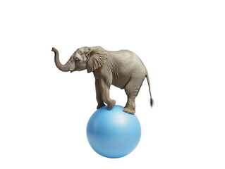 Elephant balancing on a blue ball on a white background. PNG transparent.