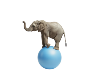 Elephant balancing on a blue ball on a white background. PNG transparent.