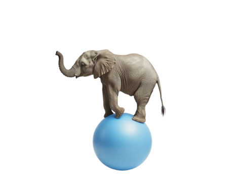 Elephant balancing on a blue ball on a white background. PNG transparent.