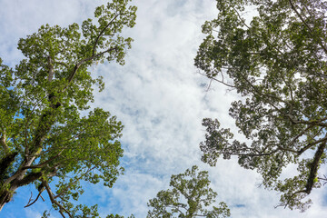 A breathtaking perspective of vibrant treetops reaching towards a cloudy sky, showcasing nature's beauty and creating a serene atmosphere in the heart of the forest.