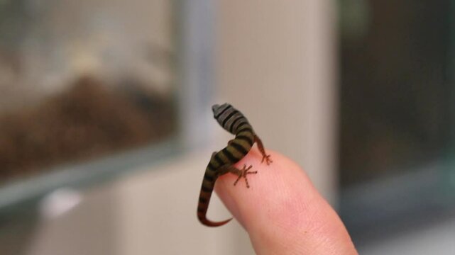 Tiny Striped Sphaerodactylus Elegans Gecko Lizard on Human Finger - Close-Up of Delicate Reptile Interaction