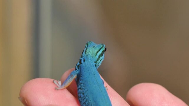Vibrant Blue Lygodactylus Williamsi Lizard on Human Hand - Close-Up of Colorful Reptile Interaction