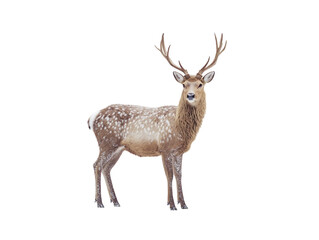Fototapeta premium Deer standing with detailed fur and antlers on a white background. PNG transparent.
