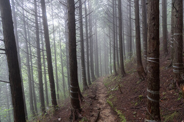 霧に覆われた森