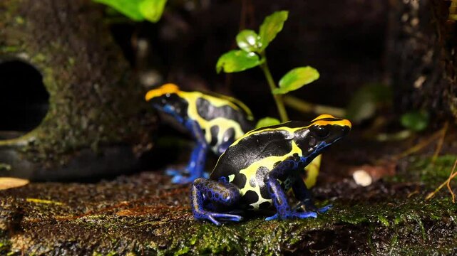 Vibrant Poison Dart Frogs in Natural Habitat - Exotic Wildlife Close-Up