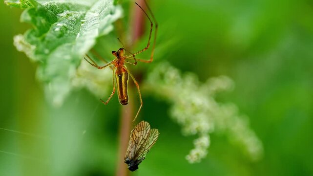 one Extensor spider (Tetragnatha extensa) hanging on a stalk and waiting for prey to eat in Magdeburg - Saxony Anhalt - Germany - Europe