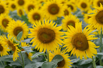 満開のひまわり畑