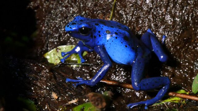 Striking Azureus Dendrobates Tinctolius Blue Poison Dart Frog on Wet Forest Floor - Vibrant Wildlife Close-Up