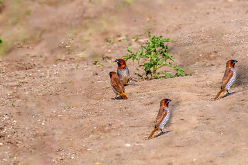 Scaly Breasted Munia in the agriculture field