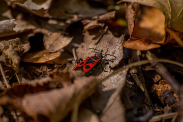 an insect in the leaves